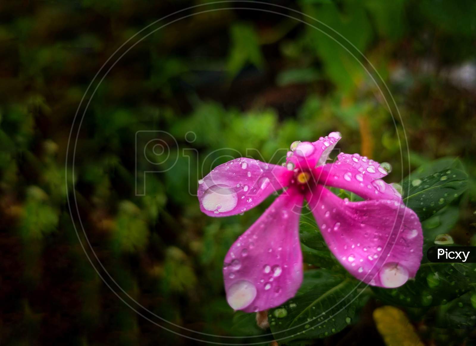 Sadabahar flower sprinkled by rain drops at the onset of monsoon