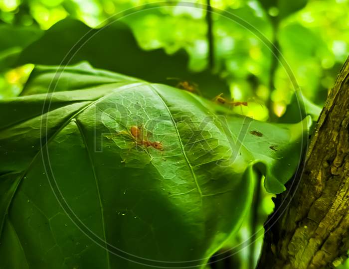 Ant On Leaf