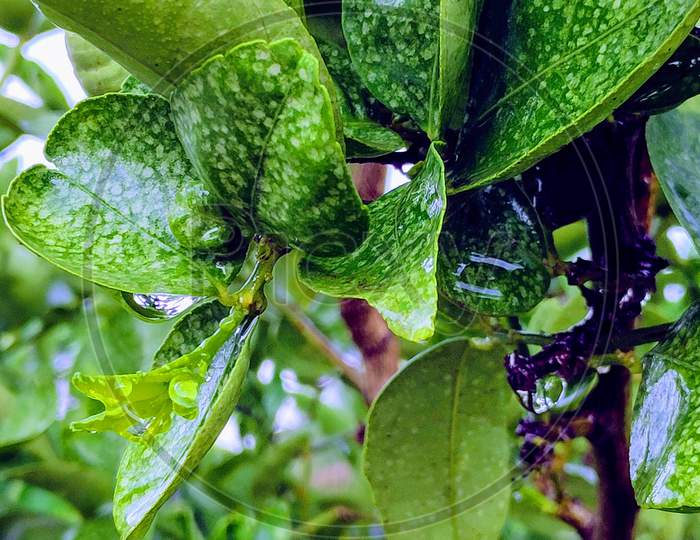 Green Lemon Citrus leaves after rain fall close view of leaf