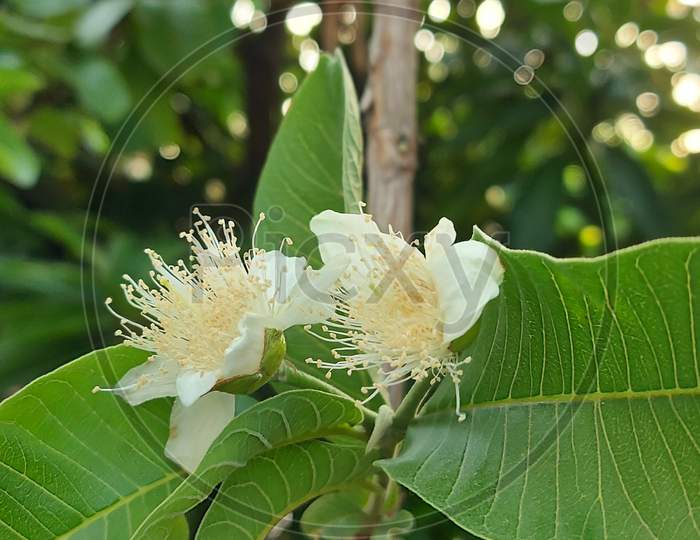 A beautiful guava flower
