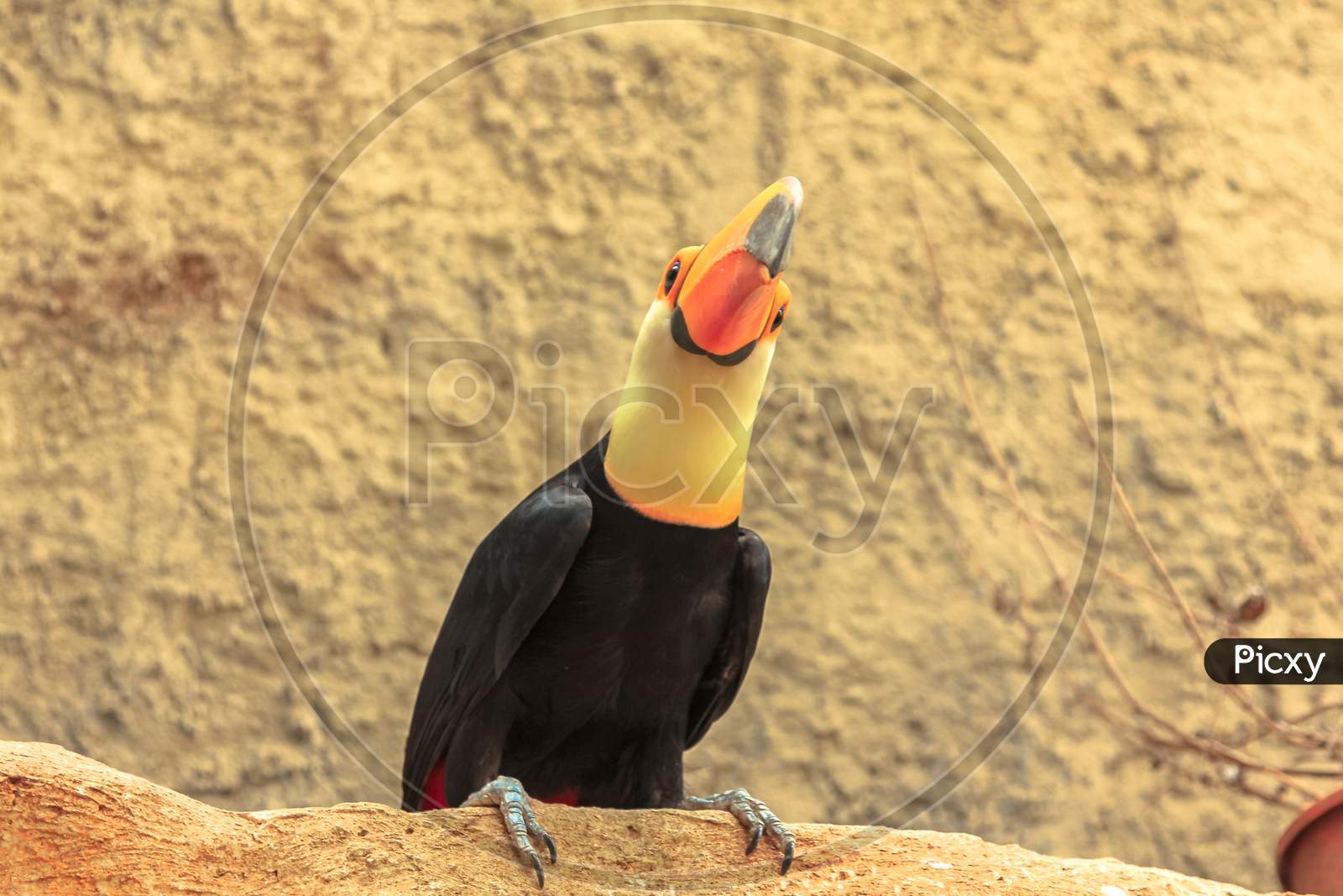 South America Toco Toucan Birds