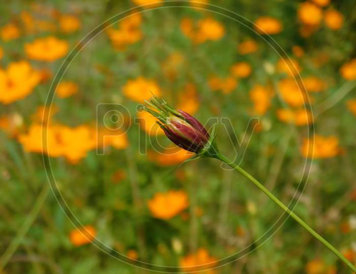 Yellow or Orange Cosmos flower bud close-up having cosmos flower garden background.