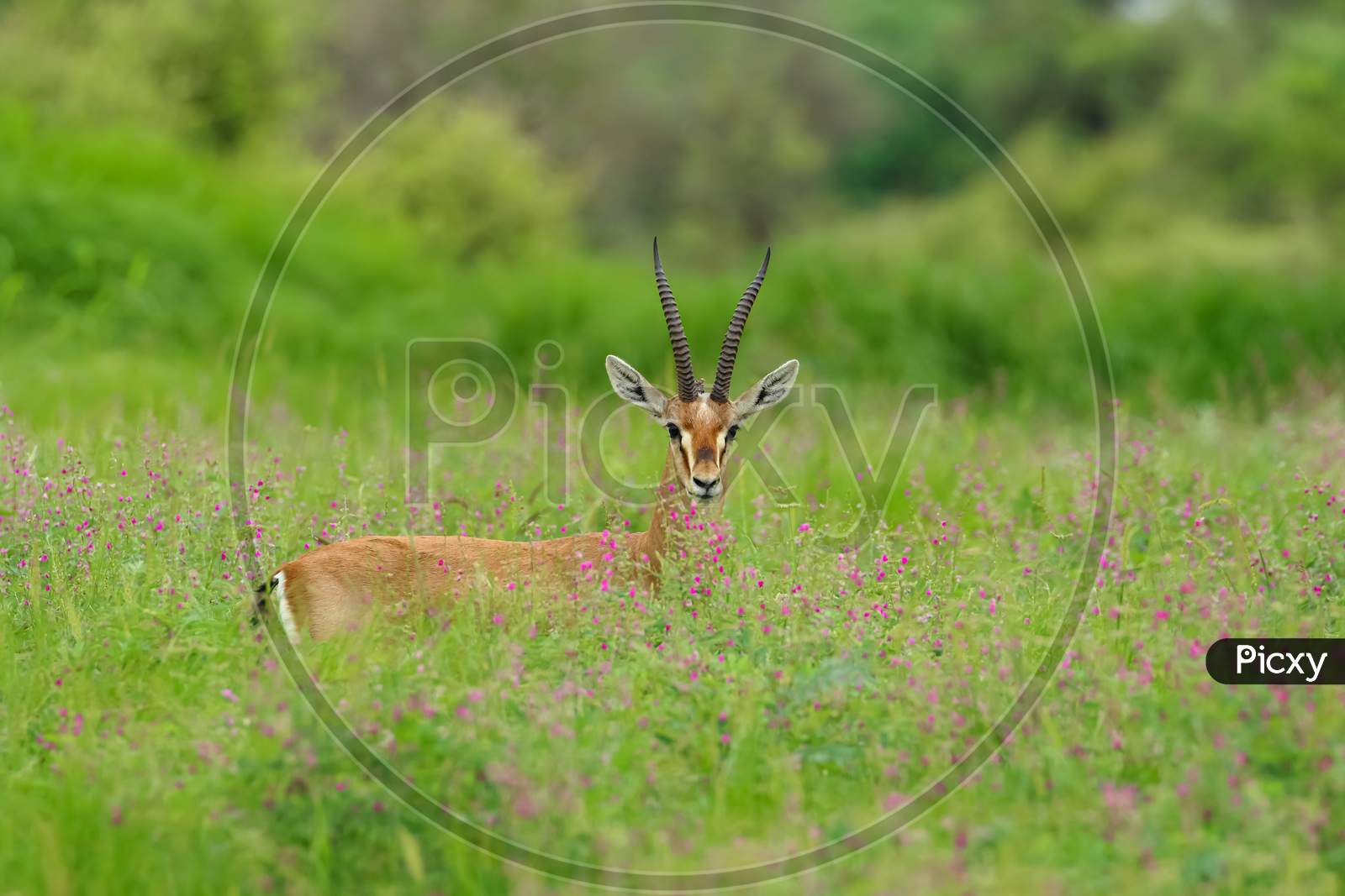 A Chinkara standing amidst grass and wild flowers