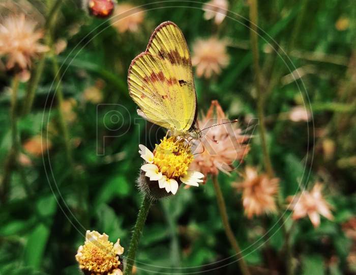 Beautiful butterfly in flower