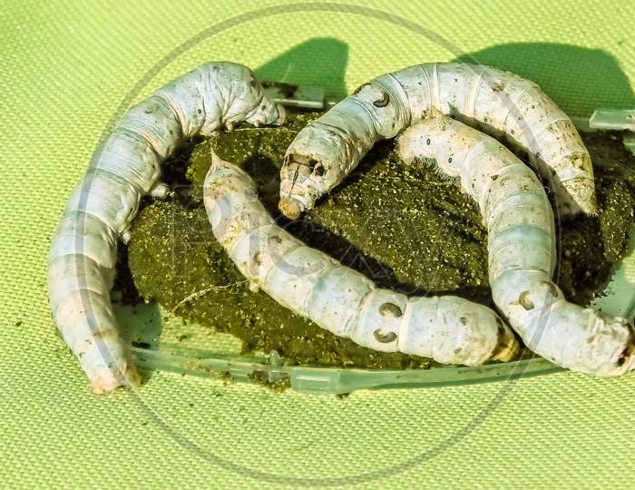 Silkworms Feeding On Vegetal Paste Of White Mulberry Tree