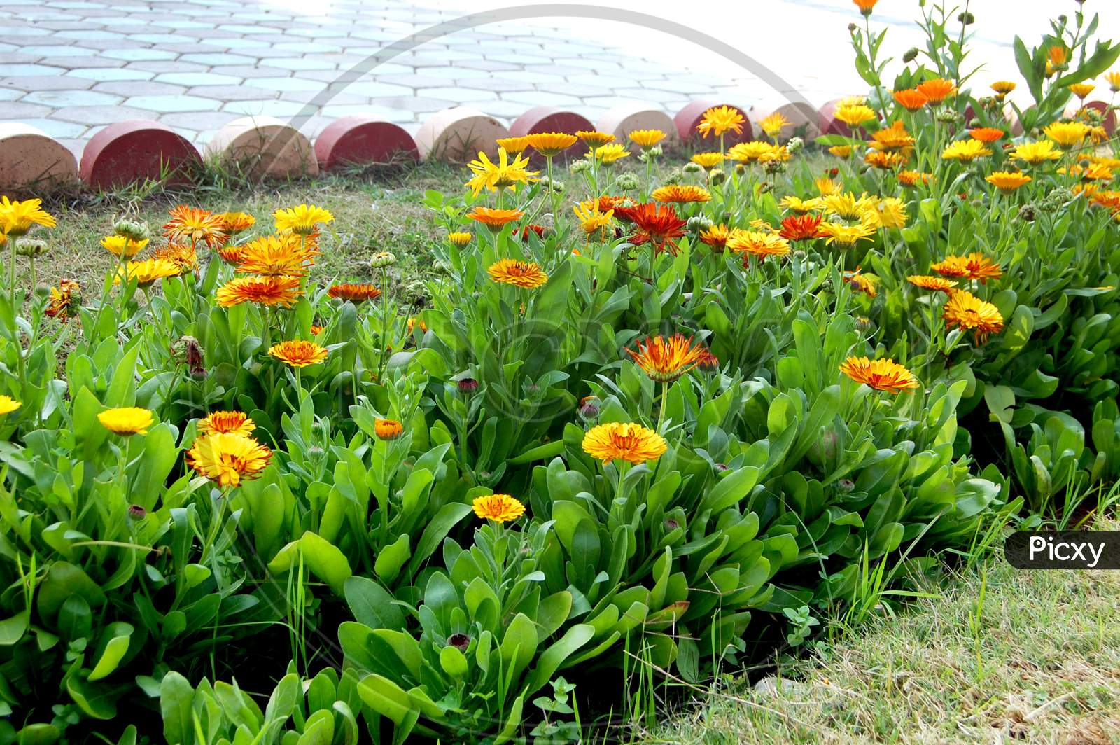 Selective Focus Shot Of Orange Calendula Flowers In The Park