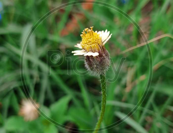 Tridax procumbens flower