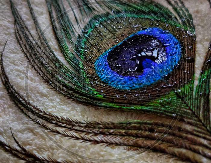 Beautiful peacock feather