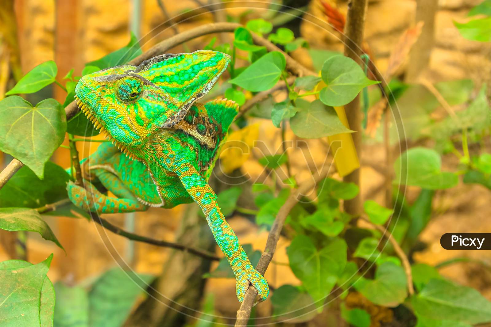 Green Chameleon On Foliage