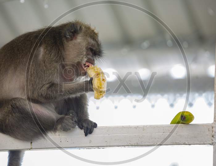 wild monkey eating banana at the sacred lake of Ganga Talao,Mauritius.