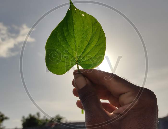 Beautiful leafs in my hend, background sky, focus