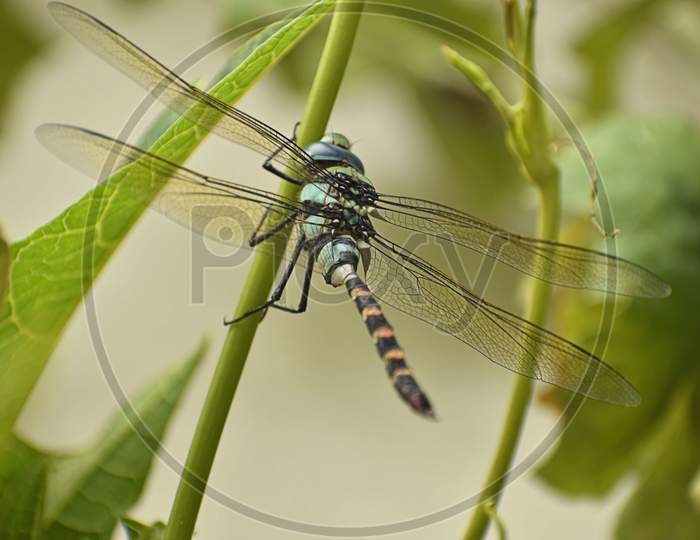 A Beautiful Closeup Photograph Of A Dragonfly.