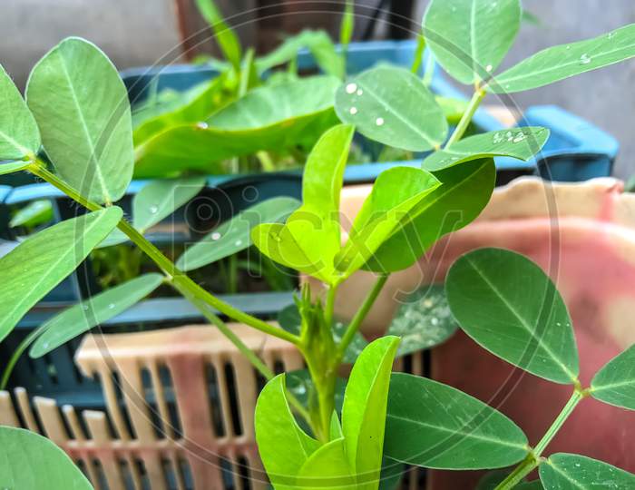 Arachis repens plant