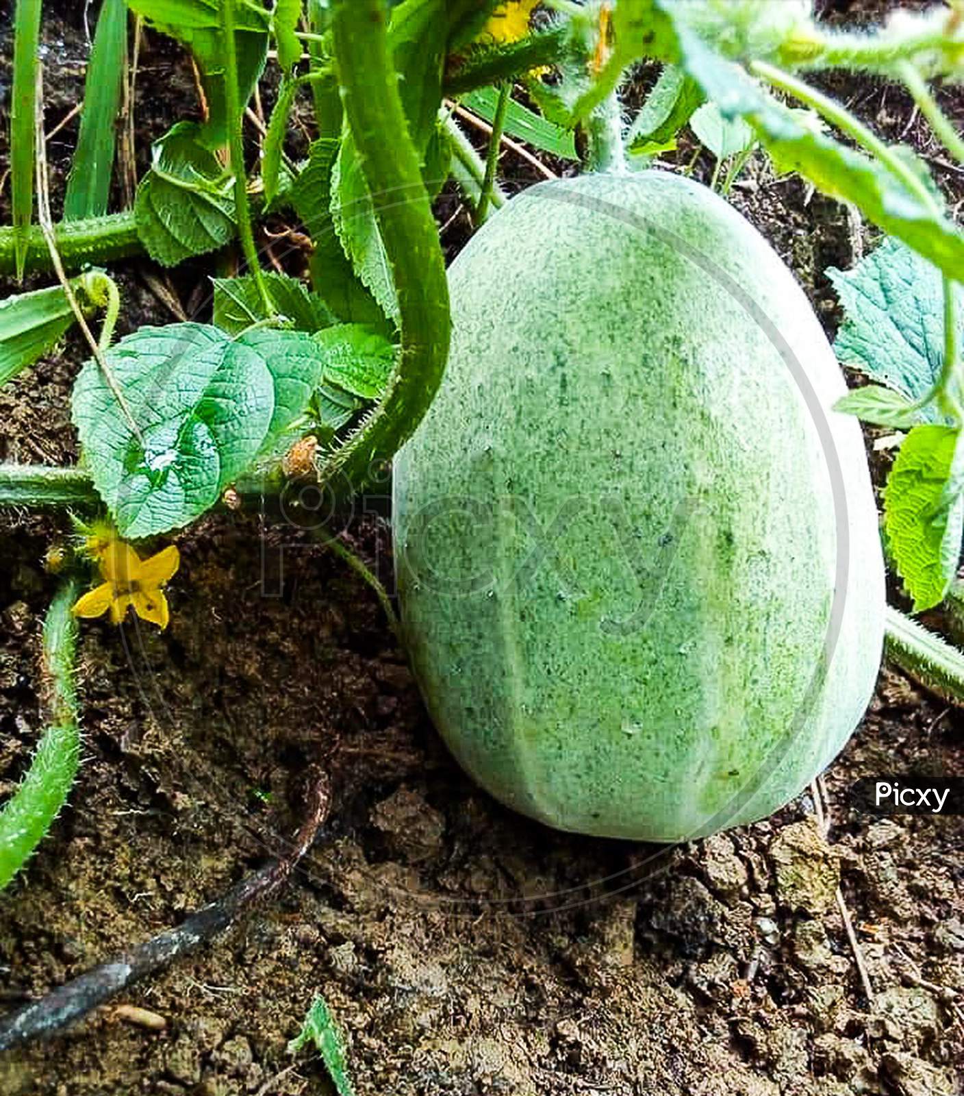 Cucumber is safe, chemicals, villagers planted in nature.
