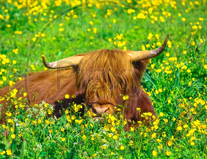 Highland Red Cow