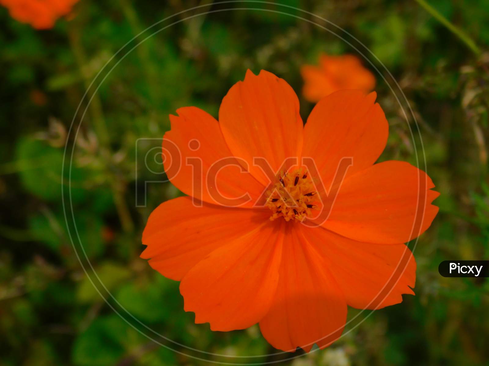 Single Orange cosmos flower in garden bloom,blossom having green leaf natural background.Cosmos sulphureus is also known as sulfur cosmos and yellow cosmos. It is native to Mexico.