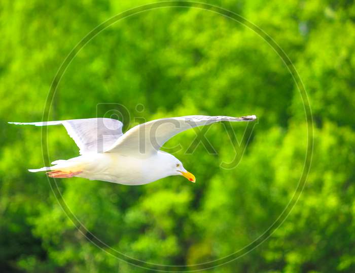 Flying European Seagull
