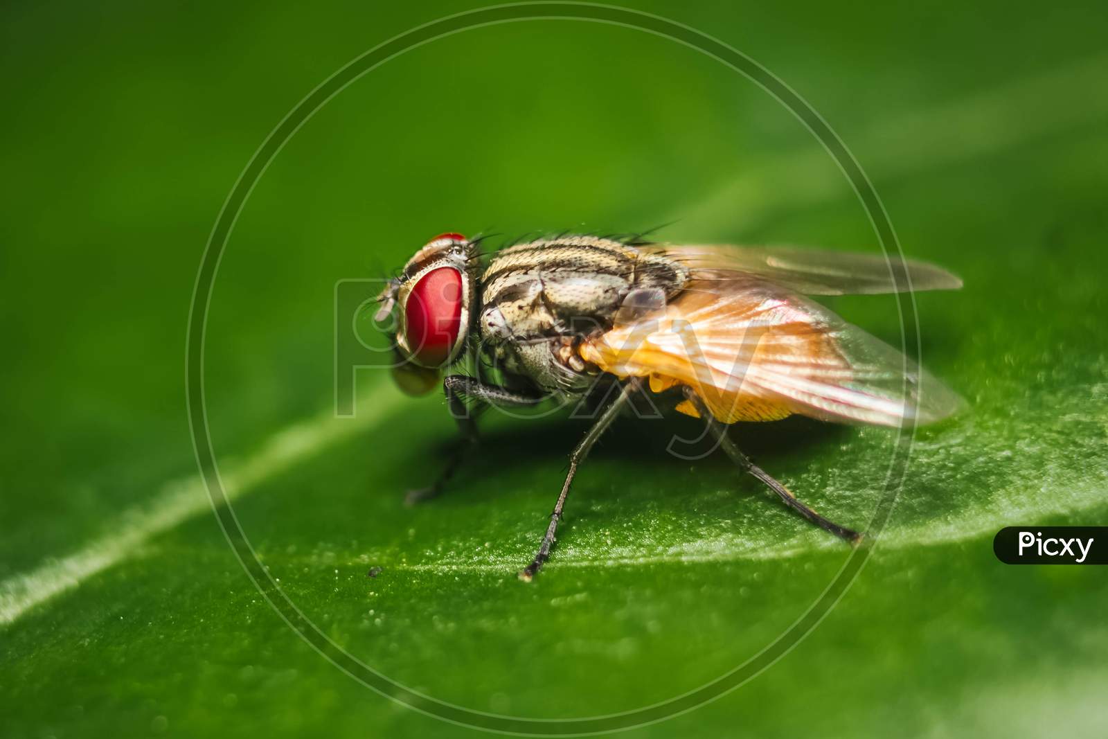 Housefly Close Up Macro Shot. The Housefly Is A Fly Of The Suborder Cyclorrhapha, And Has Spread All Over The World As A Commensal Of Humans. It Is The Most Common Fly Species Found In Houses
