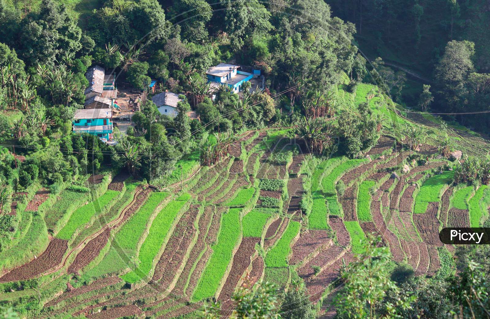 A Landscape Photo Showing Terrace Farming In North India.
