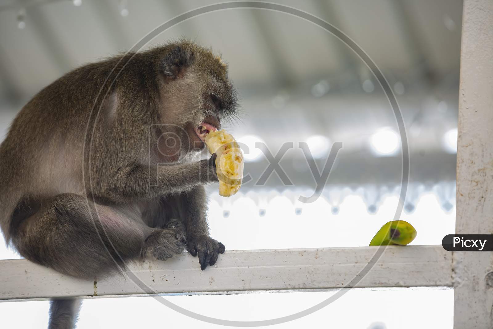 wild monkey eating banana at the sacred lake of Ganga Talao,Mauritius.