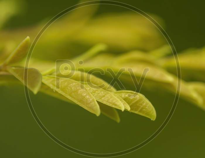macro photography of curry leaves.