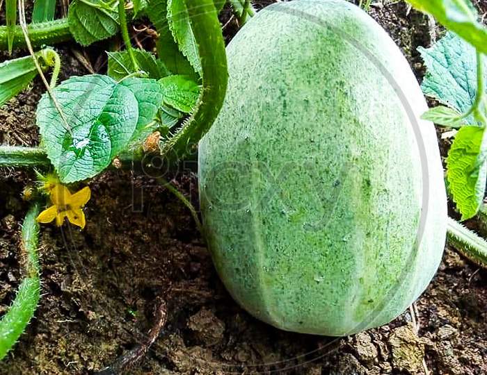 Cucumber is safe, chemicals, villagers planted in nature.