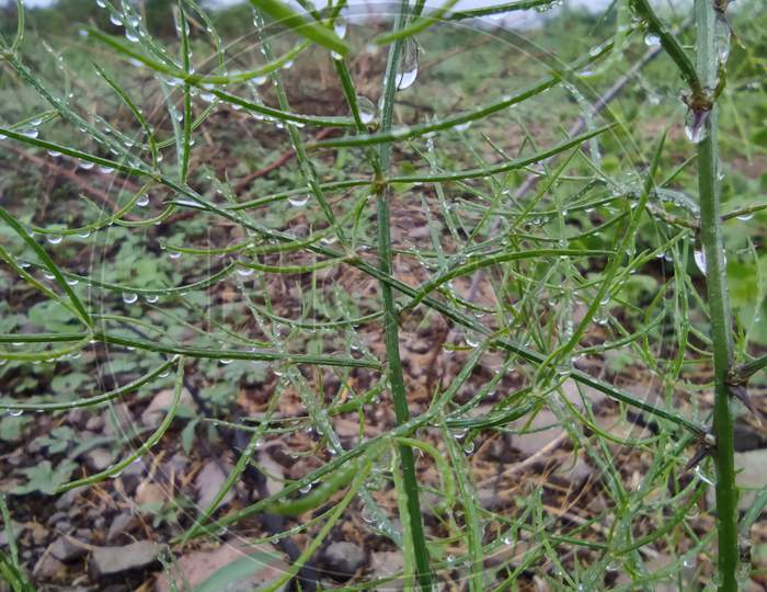 Green Thorn Bush, little rain drop