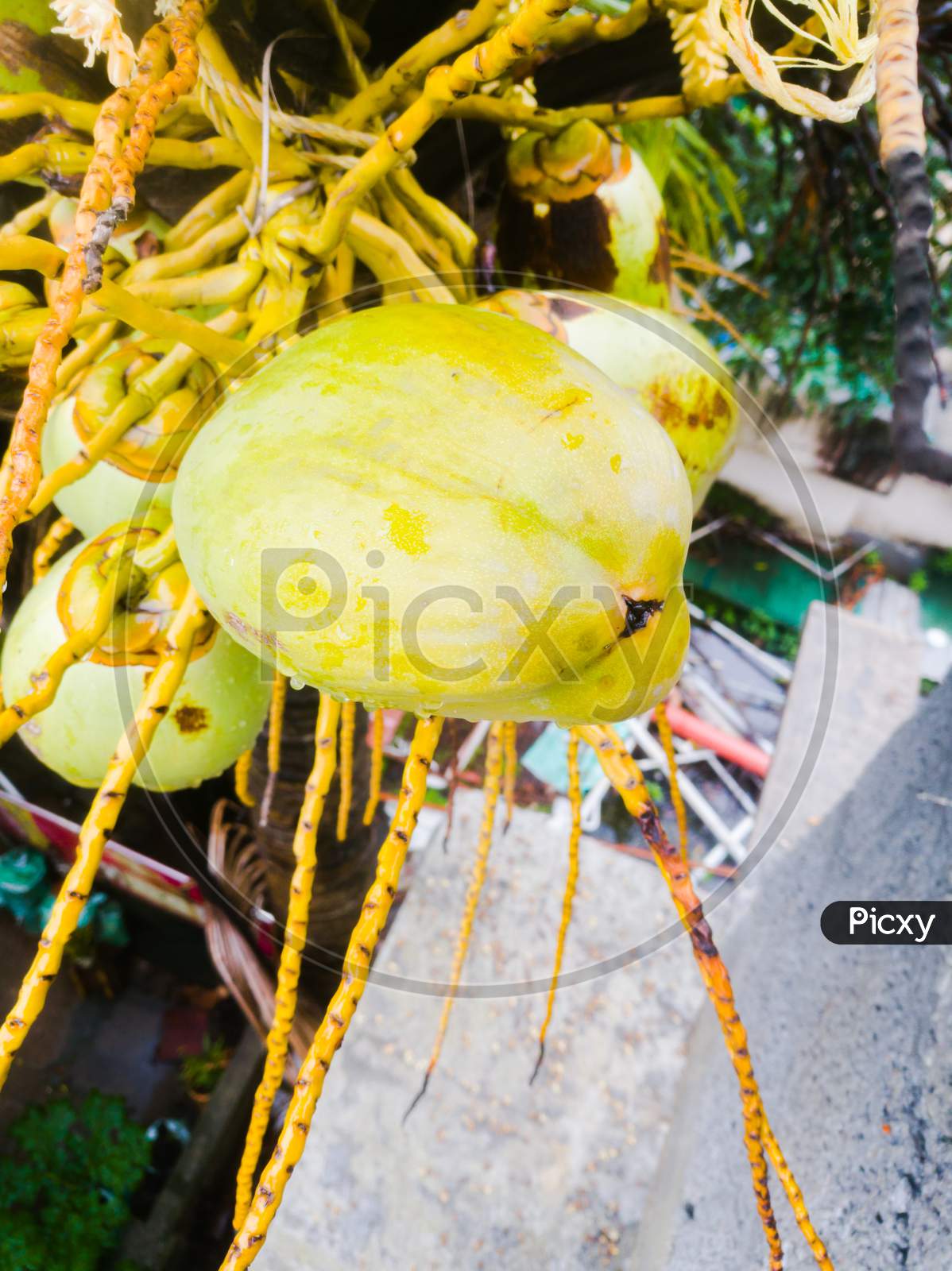 View Of Tender Coconuts Hanging In A Coconut Tree.