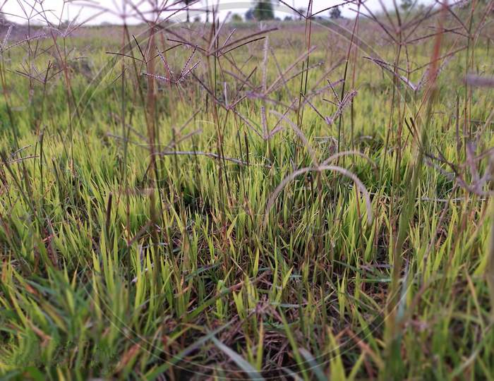 Sunset grass landscape.  Grass nature |Plant |GrassLand