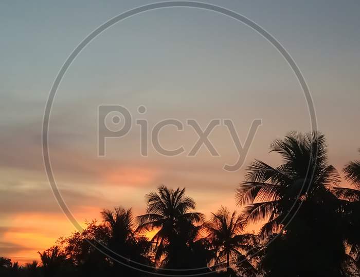 Silhouette of a coconut trees