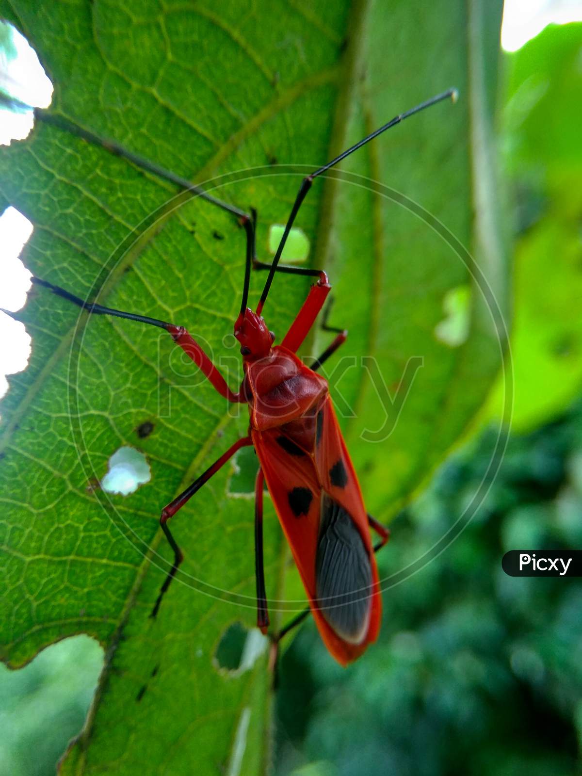 A ladybug beetle under the leaf surface