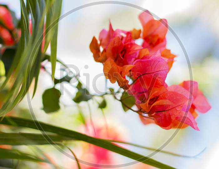 Red bougainvillea flower