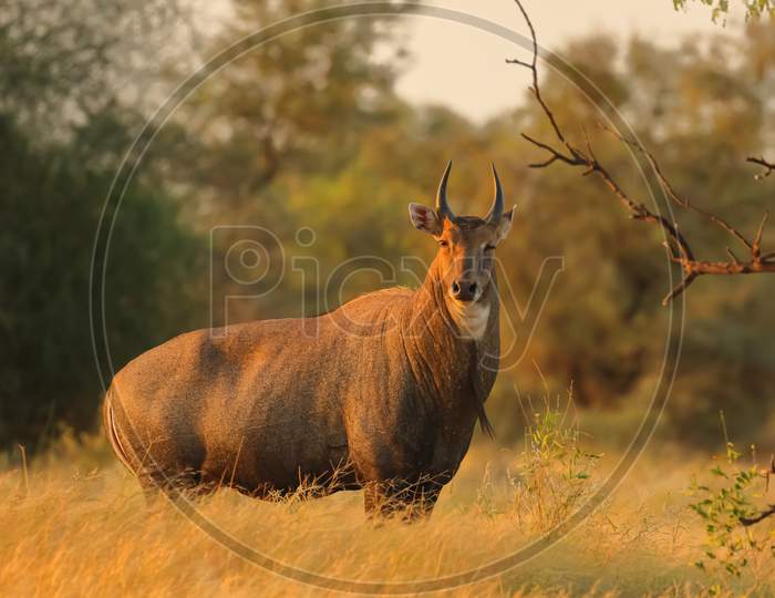 Image of an adult nilgai with horns