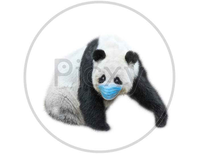 Giant Panda With Surgical Mask