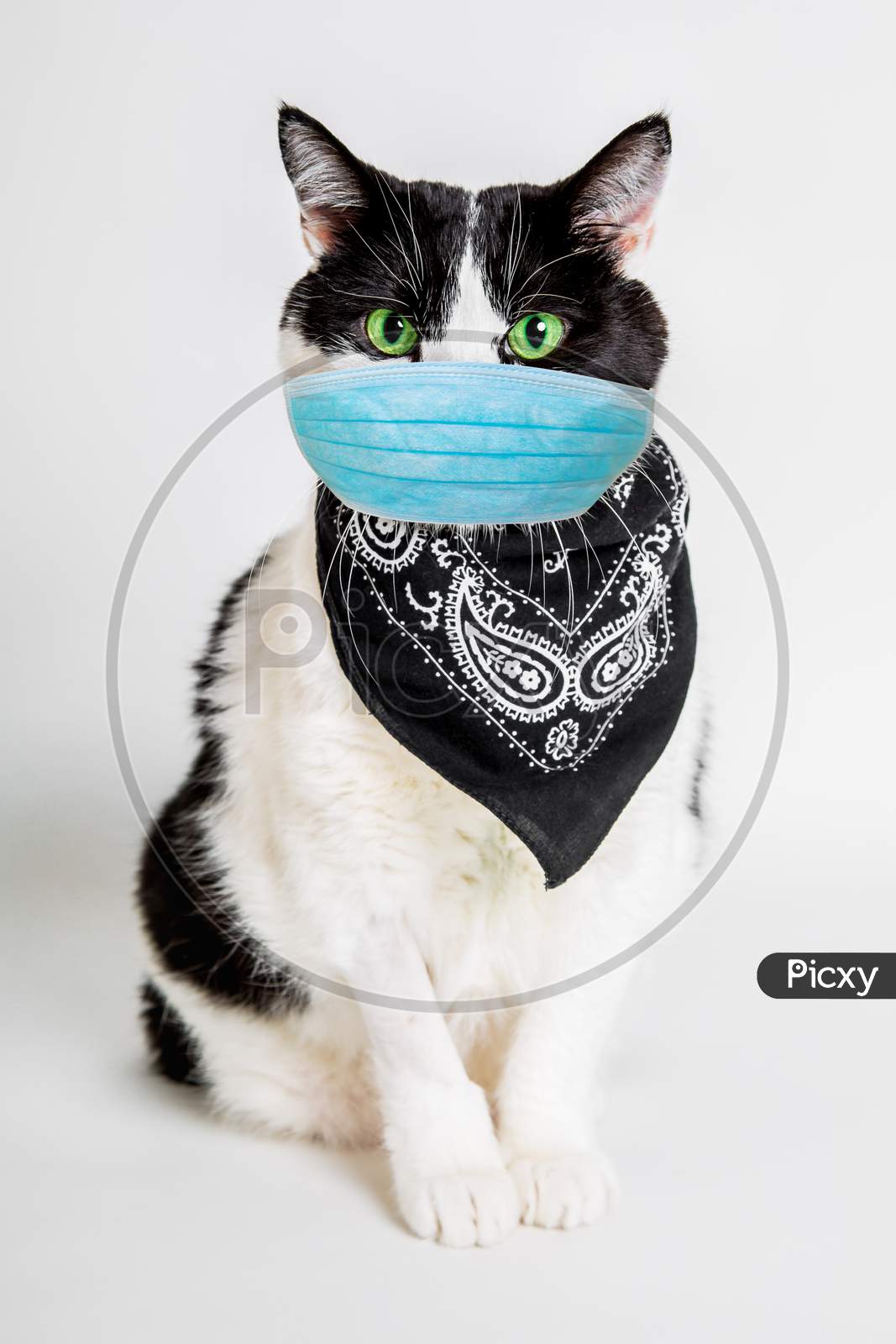 Cat With Surgical Mask