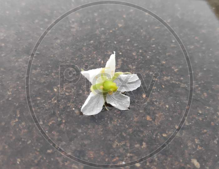Tiny white Muntingia calabura flower in rain water