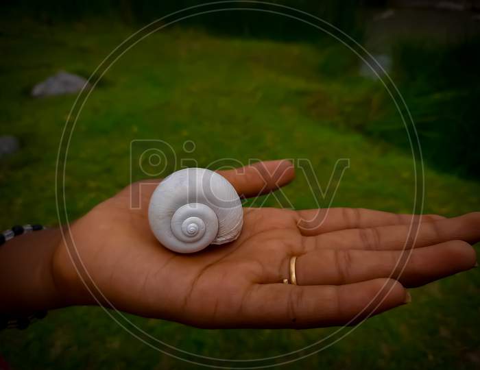 The big Achatina snail stock photo Large, Giant African Land Snail, Slug, Snail, Adult