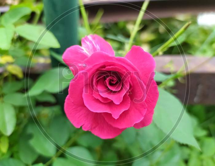 This is a rose flower