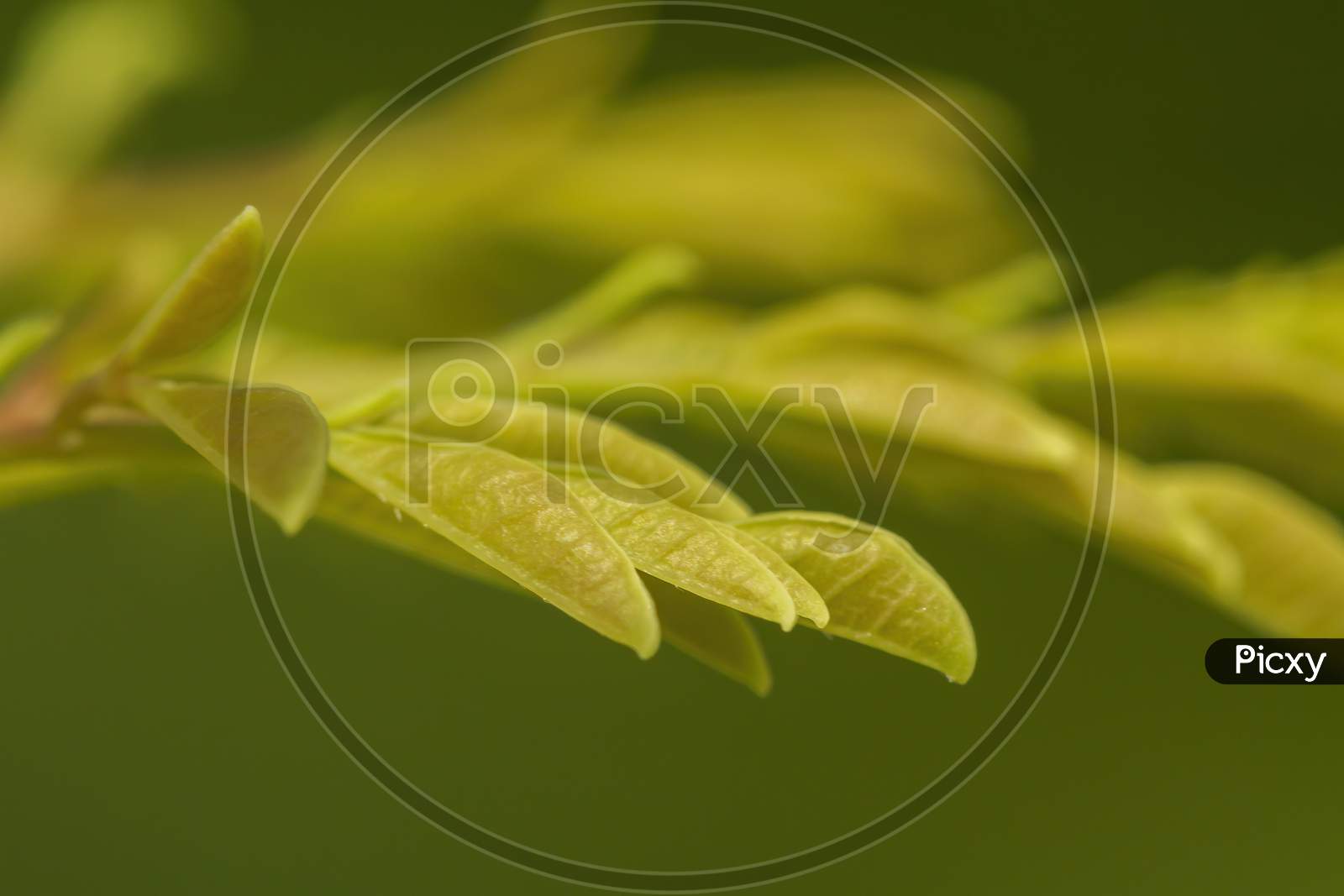 macro photography of curry leaves.