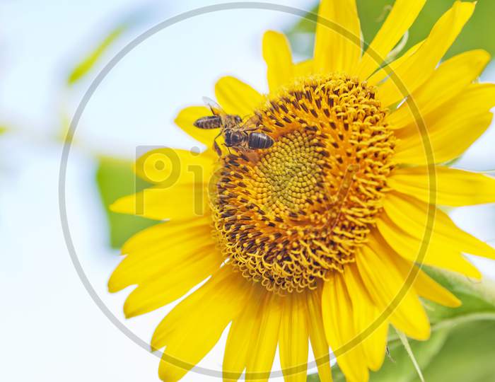 macro shot of wild sunflower.
