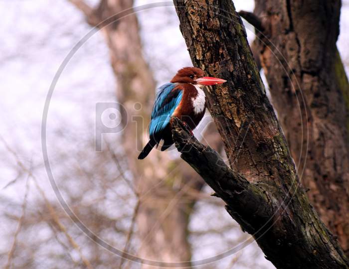 A Colorful Bird Sitting Peacefully At The Edge Of An Old Tree Branch. (The Bird Species Is Known As White-Throated Kingfisher).