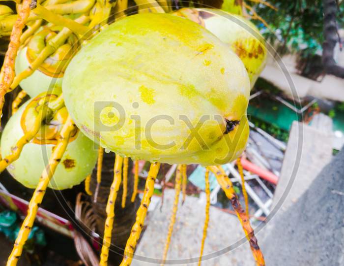 View Of Tender Coconuts Hanging In A Coconut Tree.