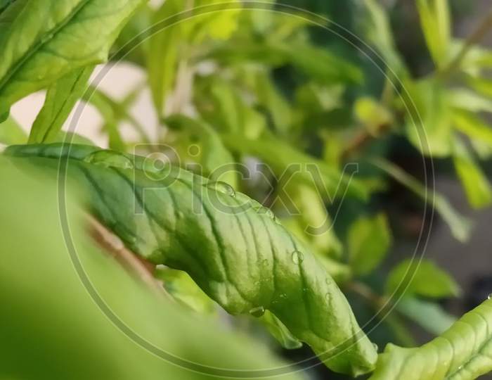 macro shot of a leaf
