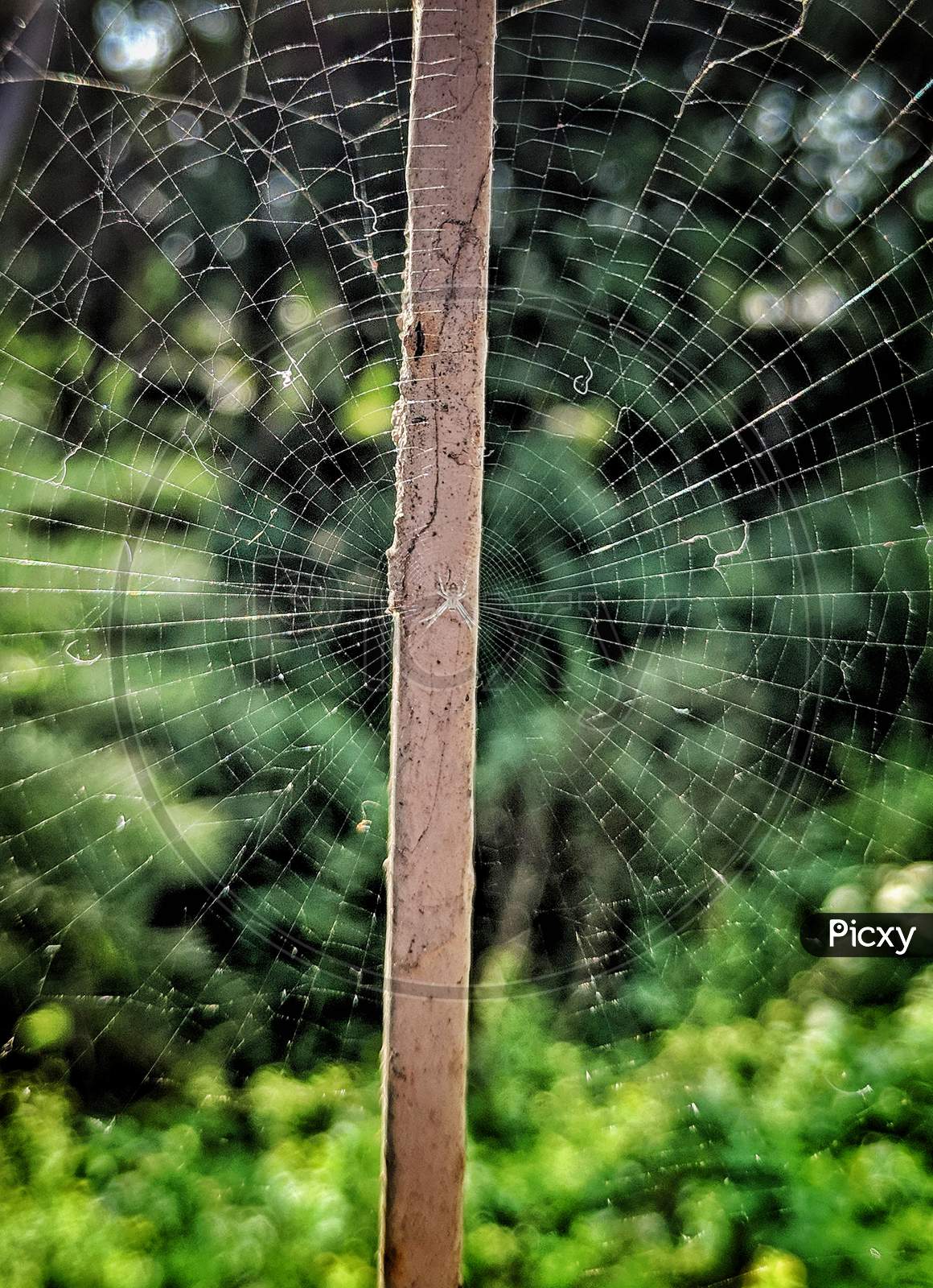 A Complete White Spider Web In The Nature