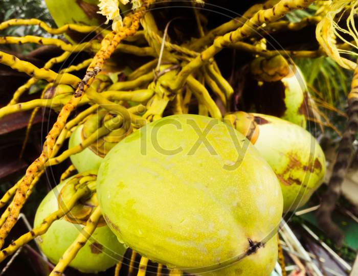 Tender Coconuts Group In A Coconut Tree And View From Top.