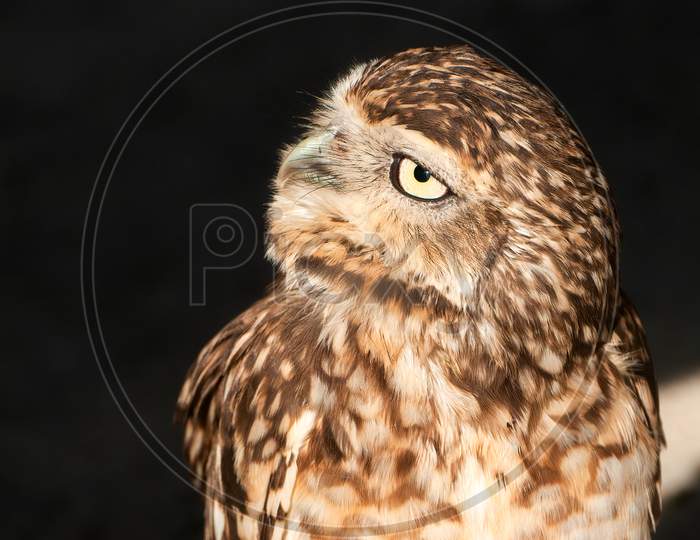 Curious Burrowing Owl, Athene Cunicularia, Looking To The Left Against Dark Background