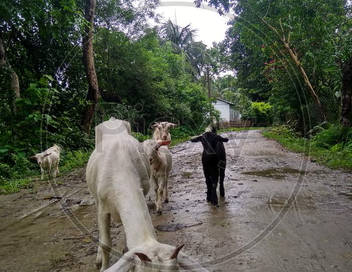 A herd of Indian goats in the village street
