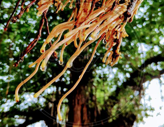 Indian Banyan tree roots in air after rain fall close view of it