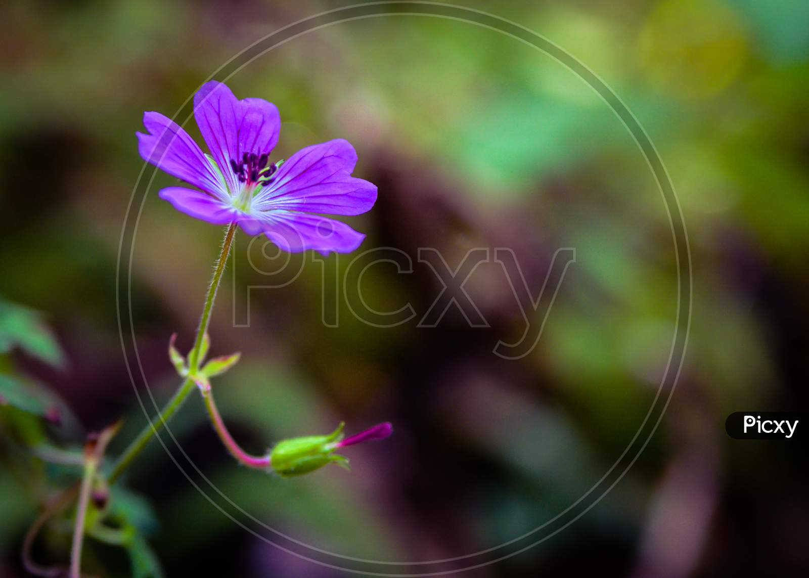 Wild Purple Himalayan Flower