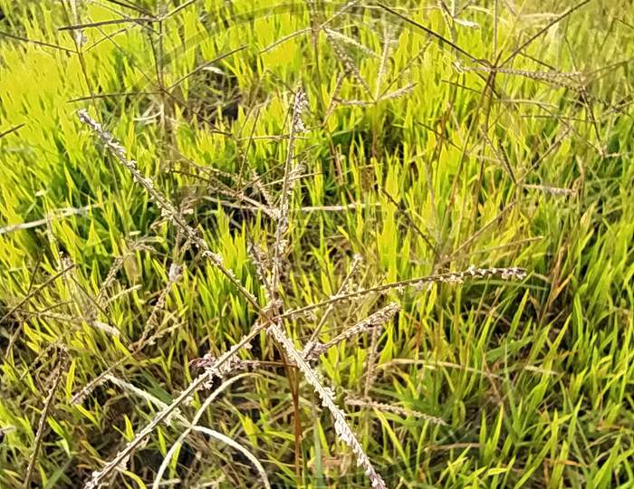 High light grass background grass Sunset grass landscape.  Grass nature |Plant |GrassLand